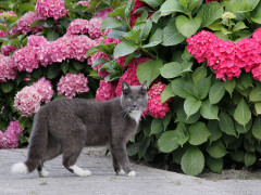 ./Galerie/Tiere/Cats/20120729_191830-img_3660.jpg