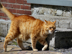 ./Galerie/Tiere/Cats/20120730_150257-img_3721.jpg