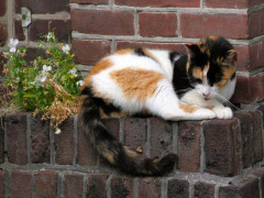 ./Galerie/Tiere/Cats/20120805_180846-img_3904.jpg