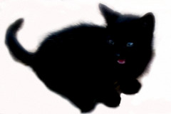 ./Galerie/Tiere/Cats/black_young_cat_kreta.jpg