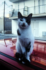 ./Galerie/Tiere/Cats/photo_please_mallorca.jpg