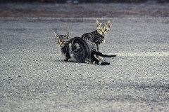 ./Galerie/Tiere/Cats/street_cats_bus_terminal_mallorca.jpg